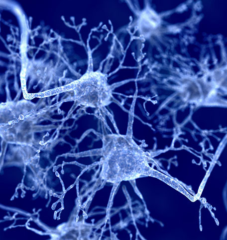 Close-up image of neurons in the brain